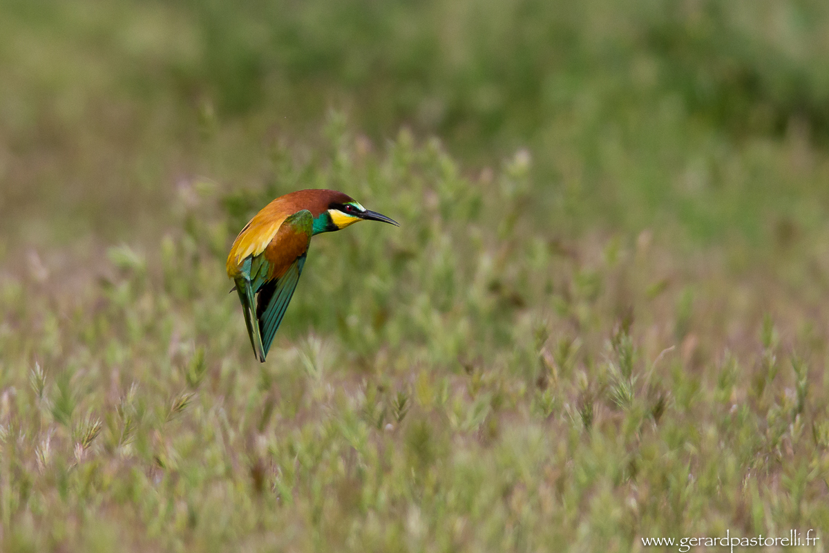 Bee eater 91